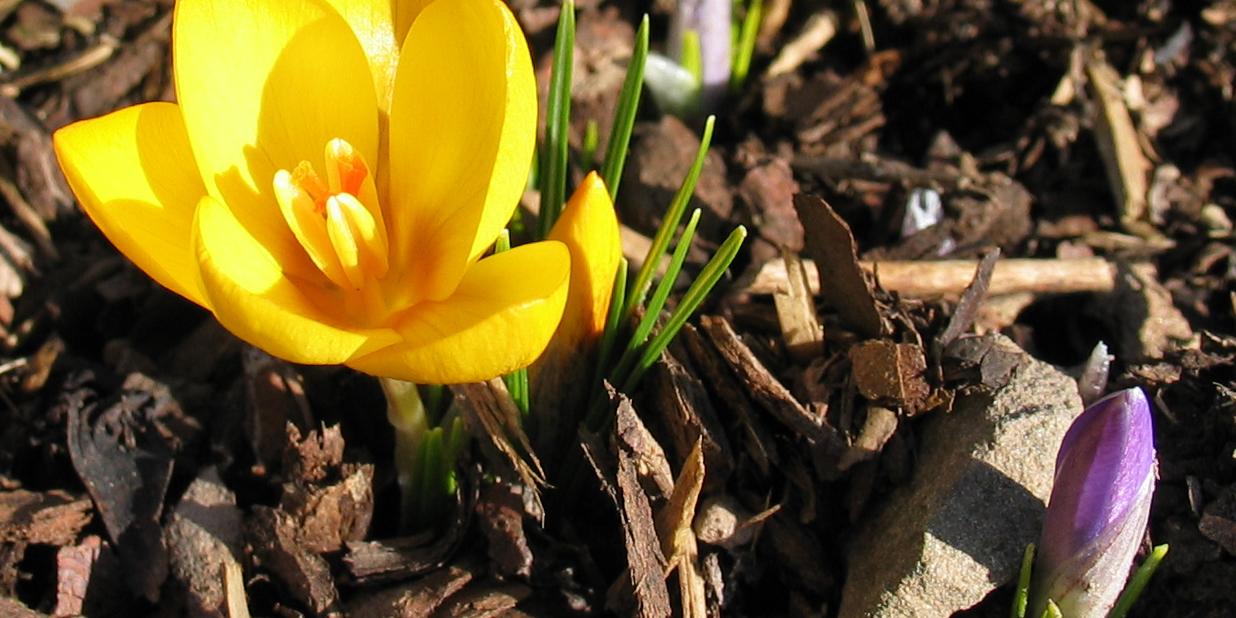 aufblühende Krokusse