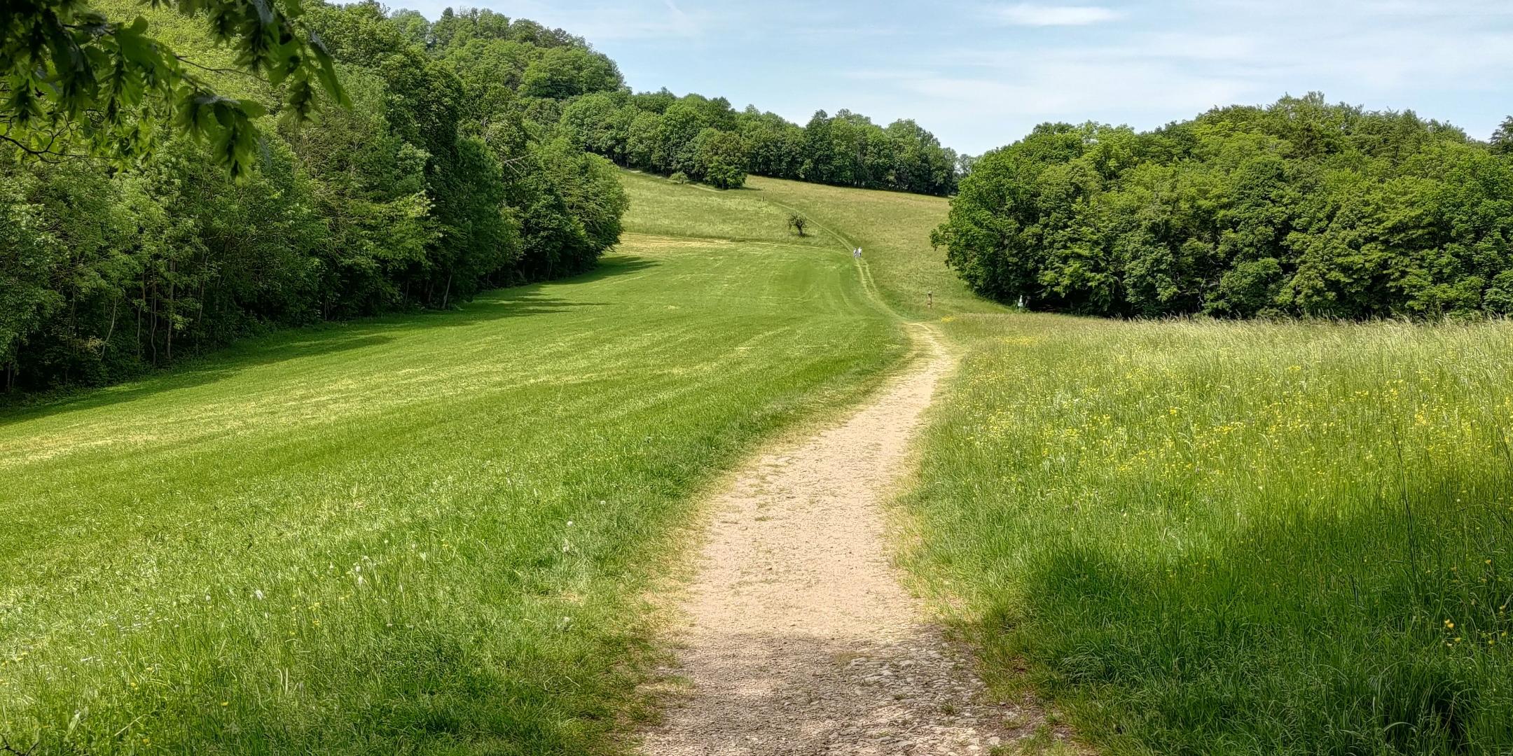 ein Weg durch Wald und Felder