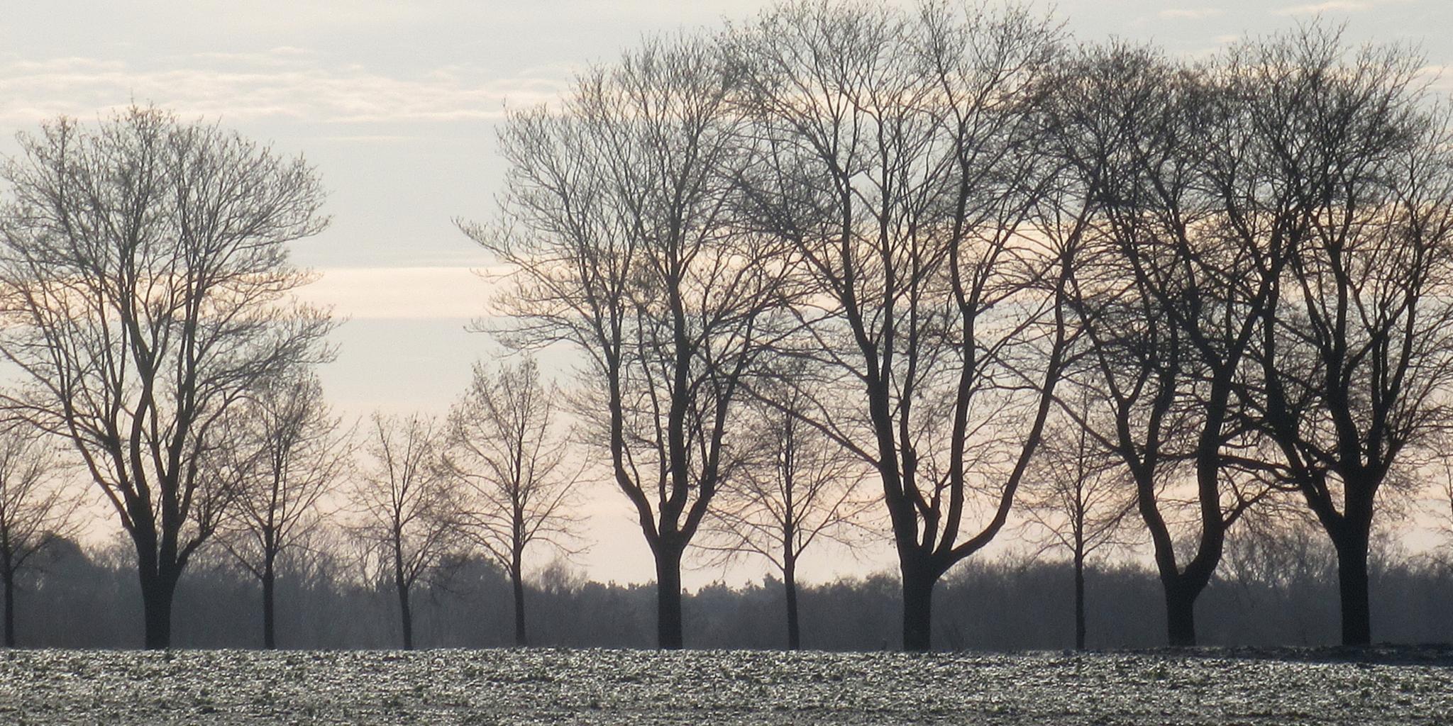 Winterbild mit Bäumen im Nebel
