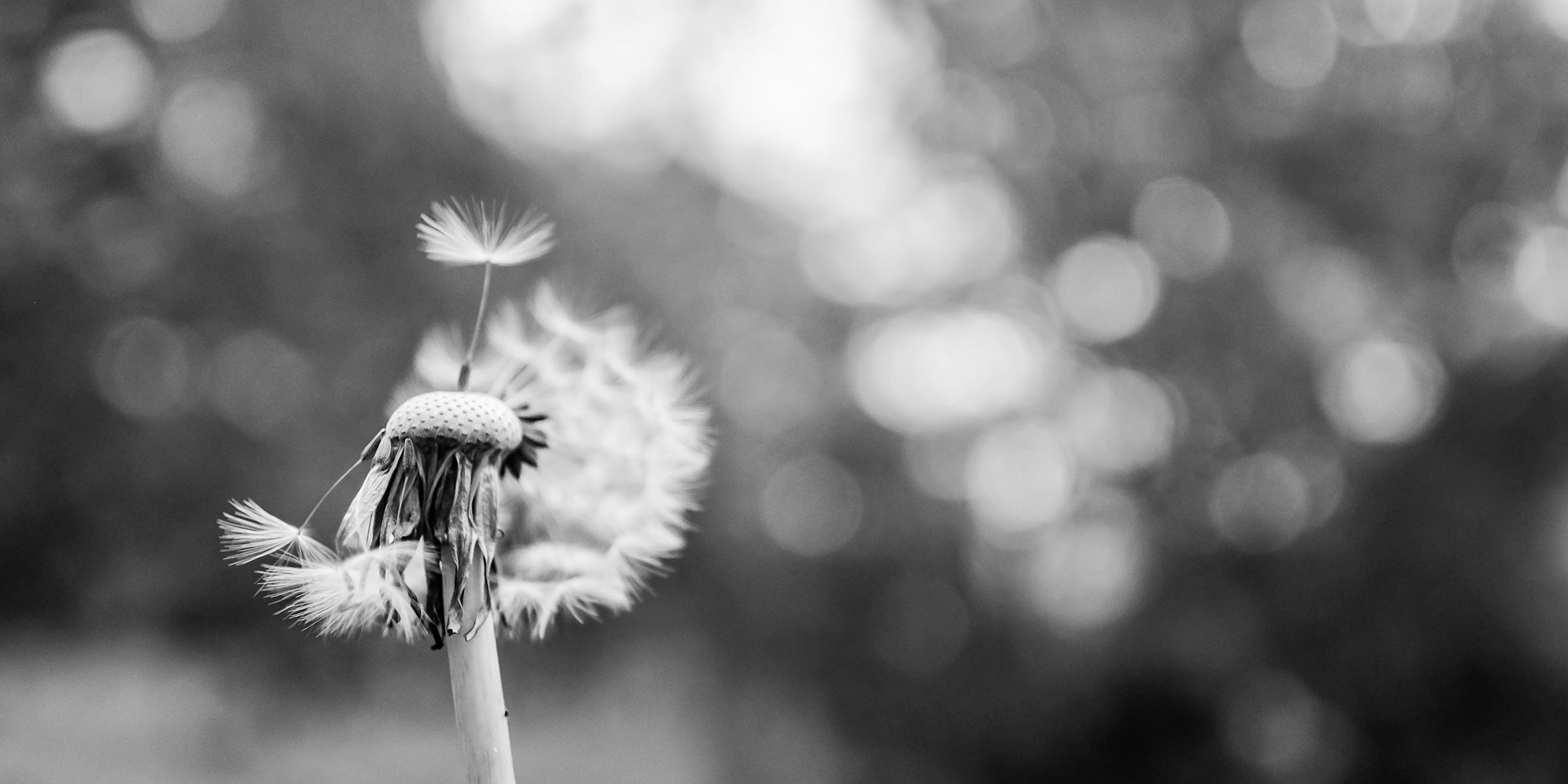 Löwenzahnblume, ein Same fliegt los