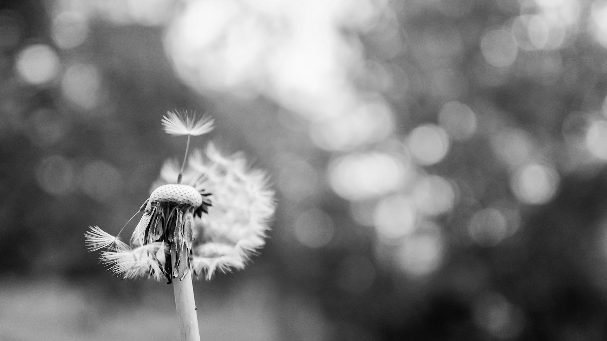 Löwenzahnblume, ein Same fliegt los